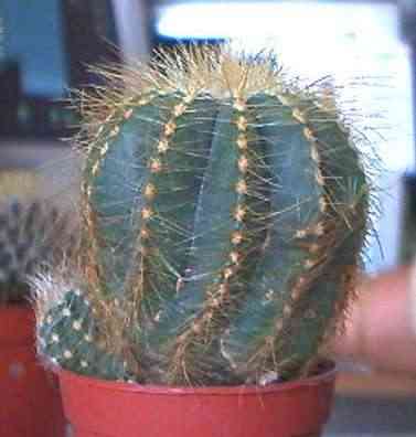 Amica senza nome 3.jpg